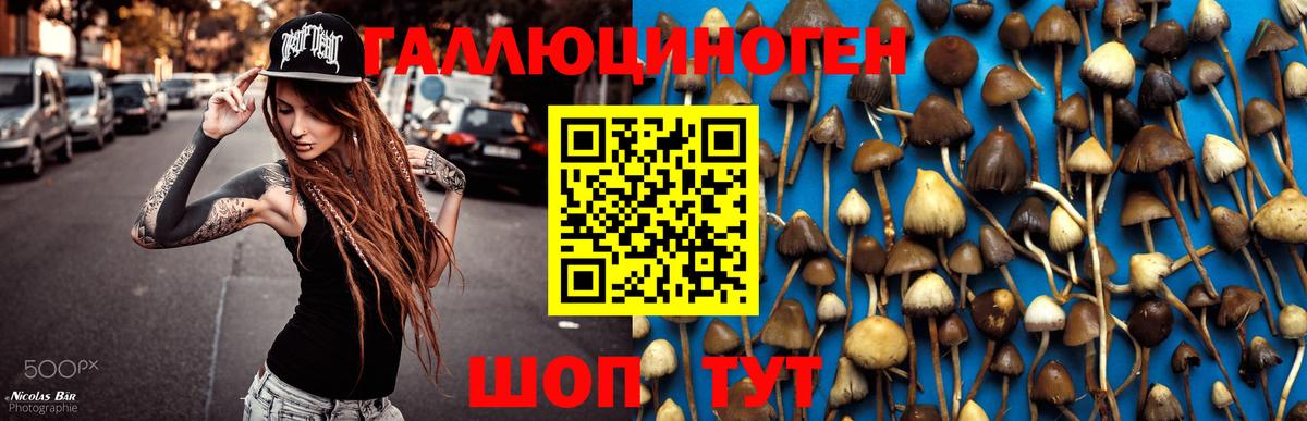 Псилоцибиновые грибы Cubensis Мариинск